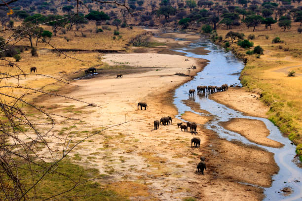 rebanho de elefantes africanos no rio tarangire no parque nacional tarangire, tanzânia. ver de cima - non urban scene standing water waterhole landscape - fotografias e filmes do acervo
