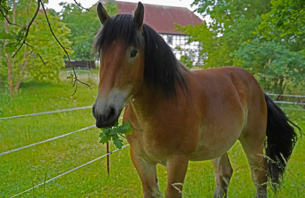istock Rhenish German Coldblood Enzo  at pasture 1405251668