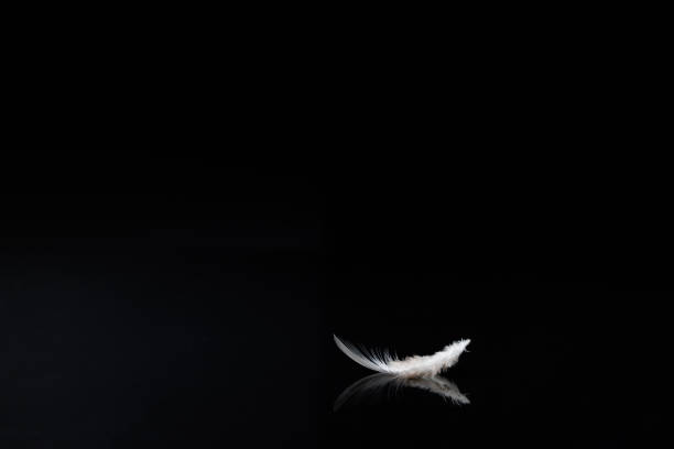 Jackdaw Feather Reflection.