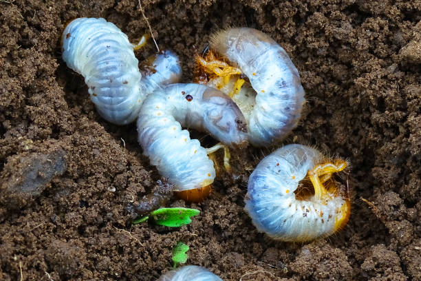 istock white grubs burrowing into the soil. 1405251751