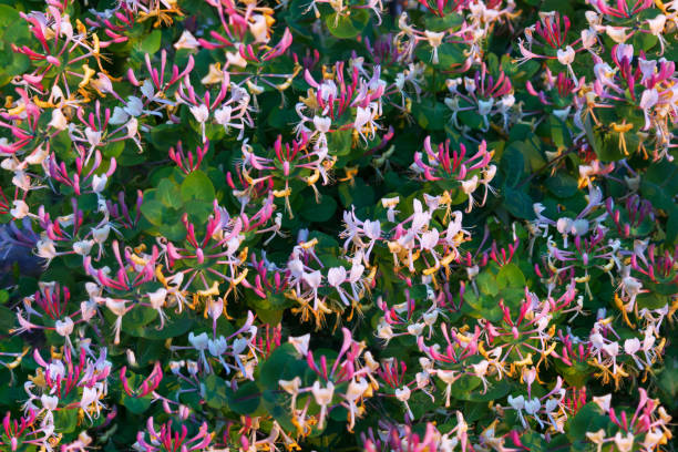 chèvrefeuille multicolore en fleurs dans les rayons du soleil du soir - honeysuckle pink photos et images de collection