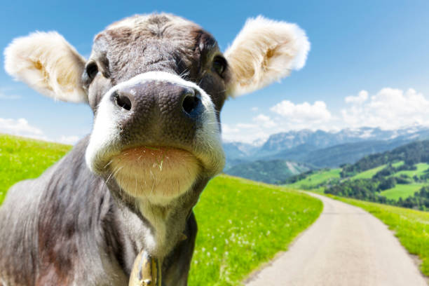 Cow in alpine landscape in austria