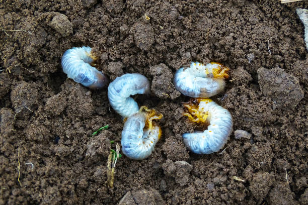istock white grubs burrowing into the soil. 1405252505