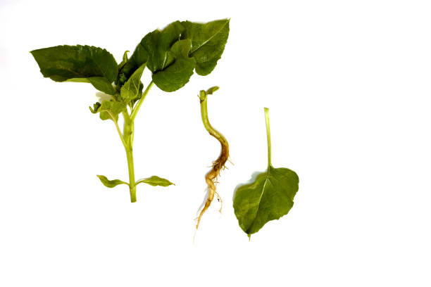 istock Green shoots of a sunflower and its root. 1405252562