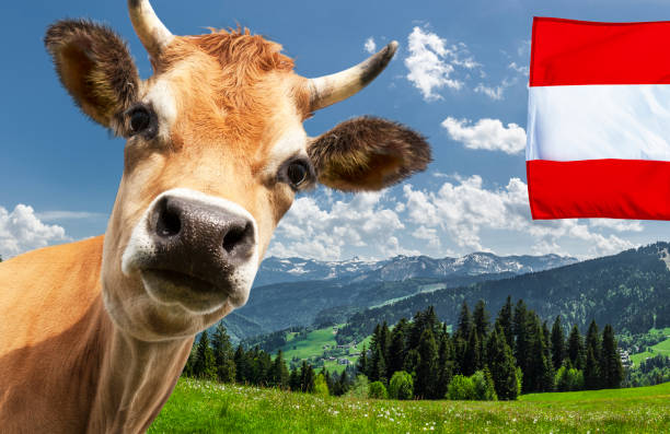 cow in alpine landscape - milk european alps agriculture mountain imagens e fotografias de stock