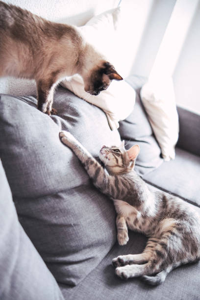 istock Two domestic cats playing on the sofa at home 1405252887