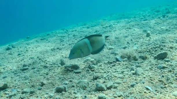 Cigar Wrasse swim above sandy bottom on blue water background. Cigar Wrasse (Cheilio inermis), Close-up. Red sea, Egypt