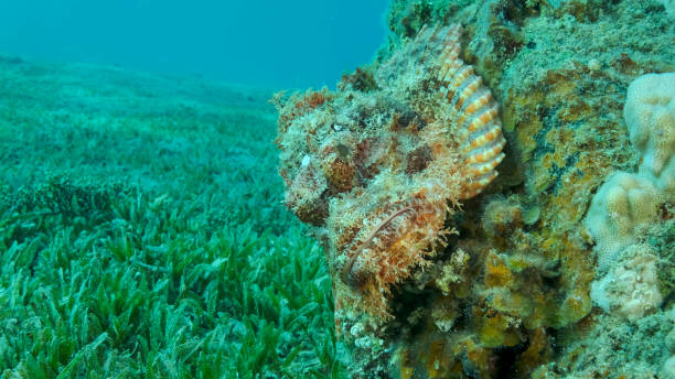 Scorpion fish lie on the reef. Bearded Scorpionfish (Scorpaenopsis barbata).Red sea, Egypt