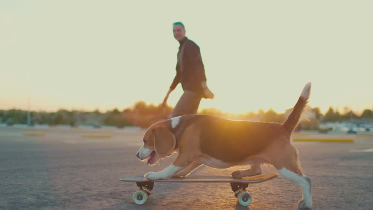 Beagle dog learns to skateboard in the parking lot with its owner