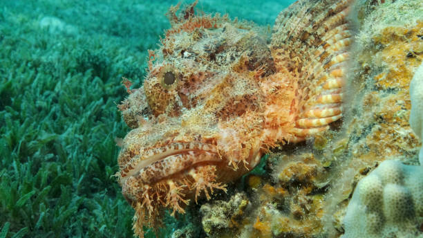 istock Scorpion fish lie on the reef. Bearded Scorpionfish (Scorpaenopsis barbata).Red sea, Egypt 1405254414