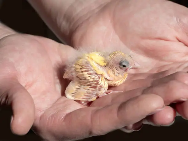 Photo of A small chick of a yellow canary in the palms on a dark background. Close-up.