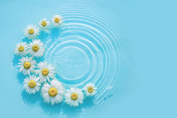 Water background with flowers and drops on the surface. Round frame of chamomile flowers in water on a blue background with drops and rabe. Backdrop cosmetic and spa concept. Flat lay, top view, copy space.