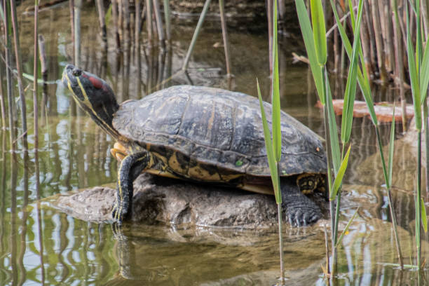 istock European pond turtle 1405255779