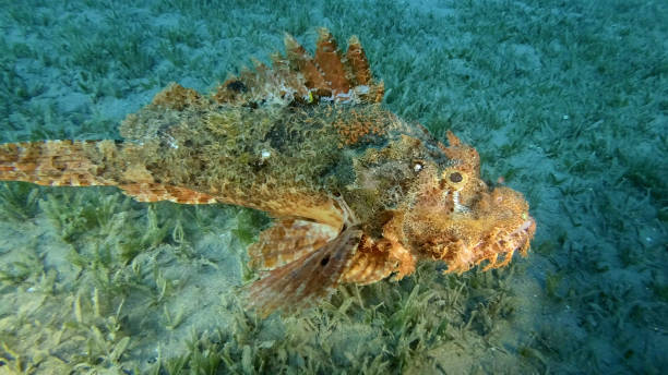 istock Scorpion fish lie on the reef. Bearded Scorpionfish (Scorpaenopsis barbata).Red sea, Egypt 1405256406