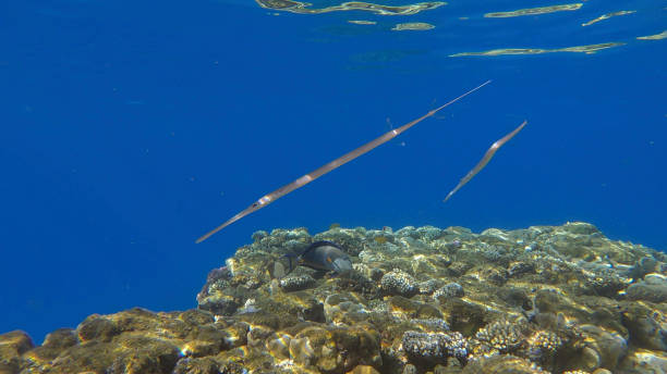 Two Cornetfish morning hunting over top of the coral reef on the shallow water in the sunshine. Bluespotted Cornetfish (Fistularia commersonii), Red sea, Egypt Two Cornetfish morning hunting over top of the coral reef on the shallow water in the sunshine. Bluespotted Cornetfish (Fistularia commersonii), Red sea, Egypt smooth cornetfish stock pictures, royalty-free photos & images