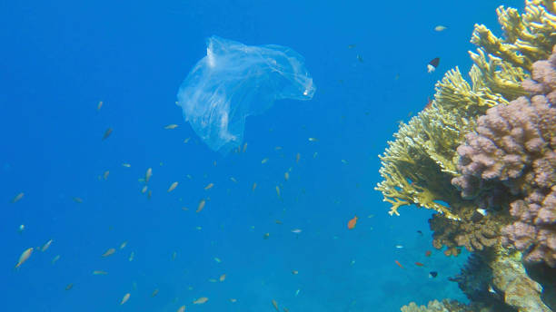 istock Plastic pollution of the Ocean, a discarded wtite plastic bag on tropical coral reef, on the blue water background swims school of tropical fish. Underwater shot. Red sea, Egypt 1405257151