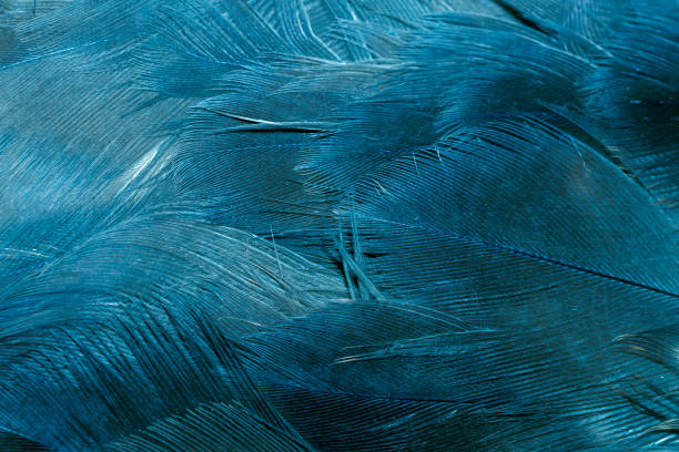 istock blue hawk feathers with visible detail. background or texture 1405258254