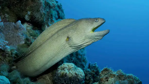 Photo of Close-up portrait of Moray with open mouth peeks out of its hiding place. Yellow-mouthed Moray Eel (Gymnothorax nudivomer) Red Sea, Egypt