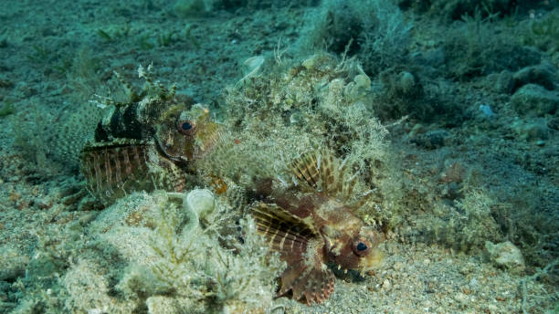 Zebra Lionfish lies on sandy bottom. Front portrait. Zebra Lionfish or Red Sea dwarf lionfish (Dendrochirus zebra, Dendrochirus hemprichi). Red sea, Egypt Zebra Lionfish lies on sandy bottom. Front portrait. Zebra Lionfish or Red Sea dwarf lionfish (Dendrochirus zebra, Dendrochirus hemprichi). Red sea, Egypt dendrochirus stock pictures, royalty-free photos & images