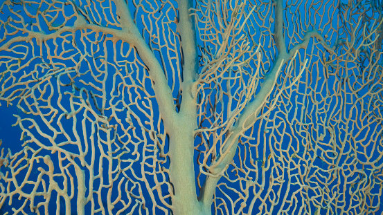 Details of the soft coral Giant Gorgonian or Sea fan (Subergorgia mollis). Close-up of coral. Red sea, Egypt