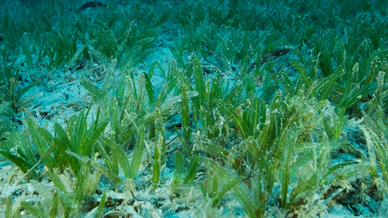 Close-up of the Halophila seagrass. Camera moving forwards above seabed covered with green seagrass. Underwater landscape. Red sea, Egypt