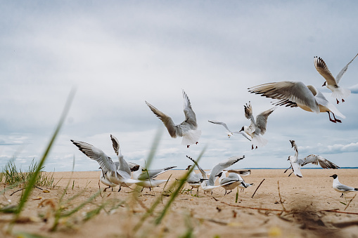 A lone seagull standing on the sandy beach at Presque Isle Stae park in Erie, PA.