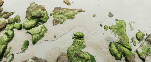 istock Sea stones on the seabed 1405261309