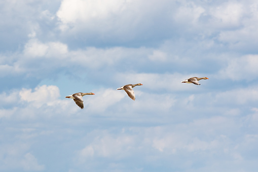 Three greylag geese in flight