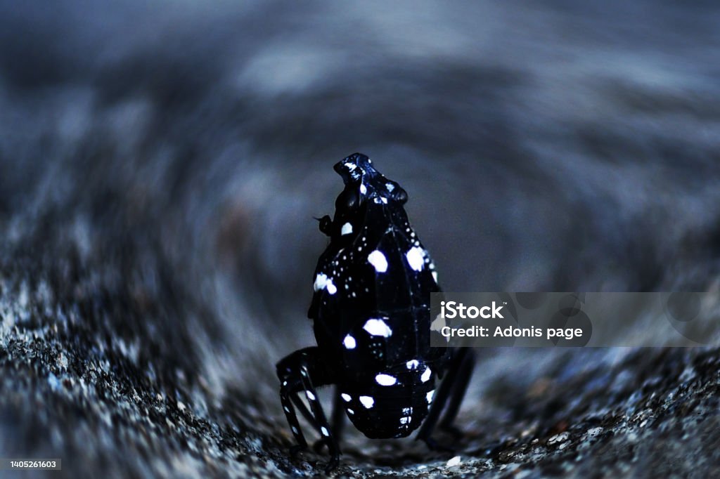 The spotted conqueror A black and white polkadot Lanternfly clings and hangs from the side of a cement wall as it prepares for a leap. Animal Wildlife Stock Photo