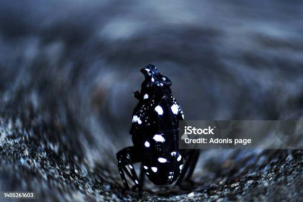 The Spotted Conqueror Stock Photo - Download Image Now - Animal Wildlife, Animals In The Wild, Beauty In Nature