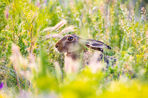 Hare in the tall grass