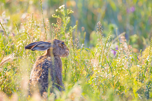 Hare in the wild
