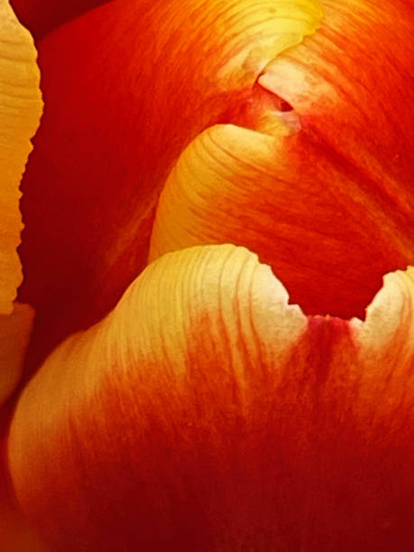 istock Macro of Tulip 1405261690