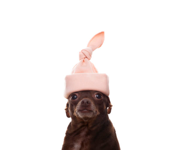 istock image of dog white background 1405262396