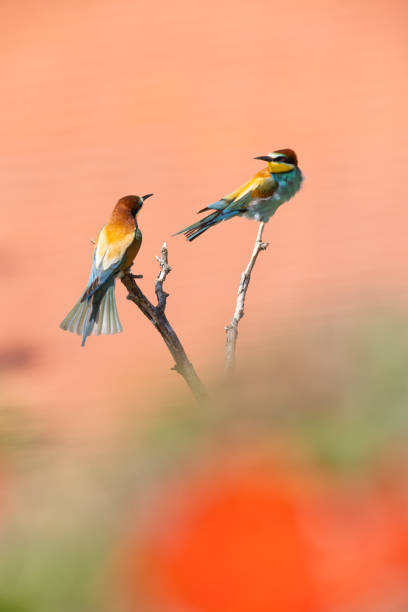 Couple of bee-eater birds on a branch Farbenfrohe Vögel bee eater stock pictures, royalty-free photos & images
