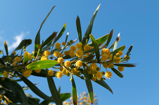 Close-up of Acacia Retinodes plant