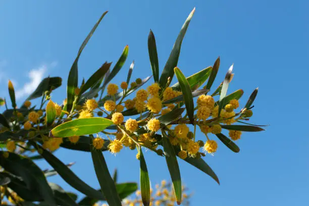 Close-up of Acacia Retinodes plant
