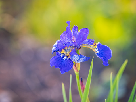 Beautiful blue flowers of Siberian iris in spring garden. Iris sibirica blooming in the meadow. The coloful Siberian Iris a perennial plant with purple-blue flowers with a paler whitish or yellowish centre. Isolated on green.