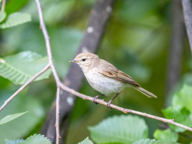 istock Common chiffchaff, lat. phylloscopus collybita, sitting on branch of bush in spring and looking for food 1405263354