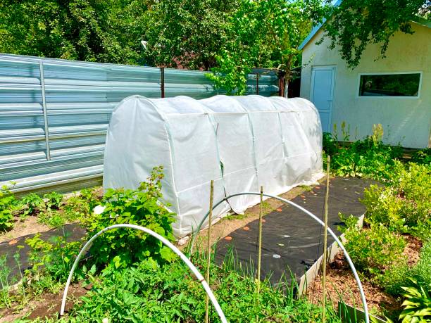 istock White Plant growing tent outdoor. 1405265141