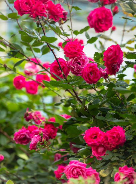 istock Pink climbing roses in bloom 1405265861