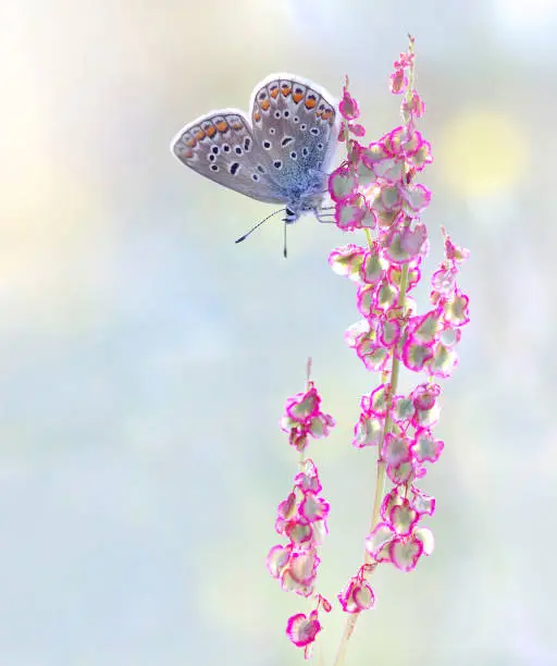 Blue butterfly in dew