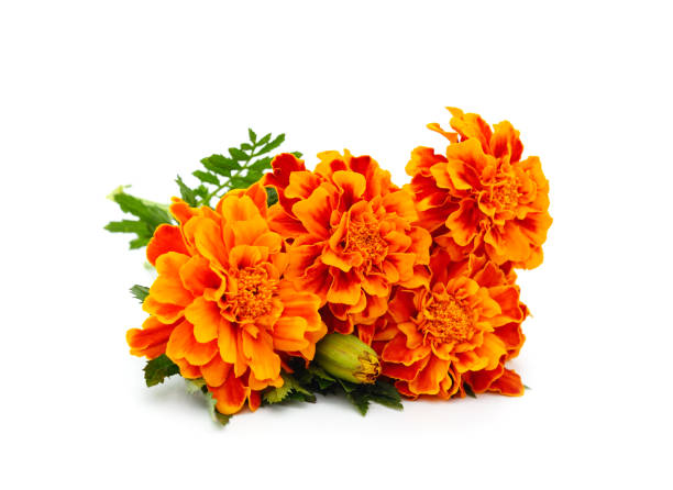 istock Many orange flowers. 1405267109