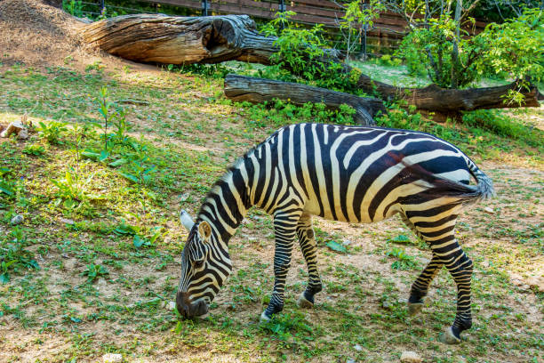 istock A young zebra eats grass. Zebra grazes on the lawn. 1405267190