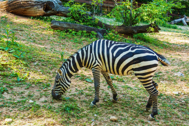 istock A young zebra eats grass. Zebra grazes on the lawn. 1405267256