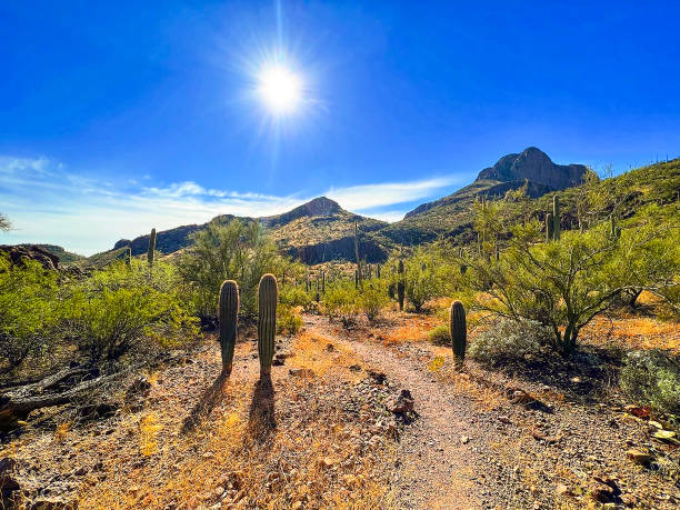 Safford Peak Mountain in Arizona Wide shot of Safford Peak Mountain from Sanctuary Cove at the base in January, after a fairly rainy winter season.  The desert is slightly greener than normal at this time.  The sun is shining down from a bright blue mostly clear sky, enhancing the desert scenery below. ocotillo cactus stock pictures, royalty-free photos & images