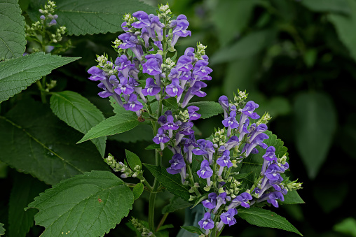 Downy-skullcap on an overcast day. Also called hoary skullcap it is found growing in dry soil at edge of the woods, or along roadsides.  It is a perennial and is found in the eastern United States.