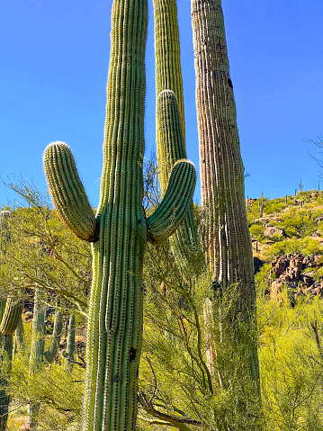 Three fairly healthy saguaros grouped closely together with a bright clear blue sky in the background.  Taken in January after one of the wettest monsoon seasons in Southern Arizona in years.