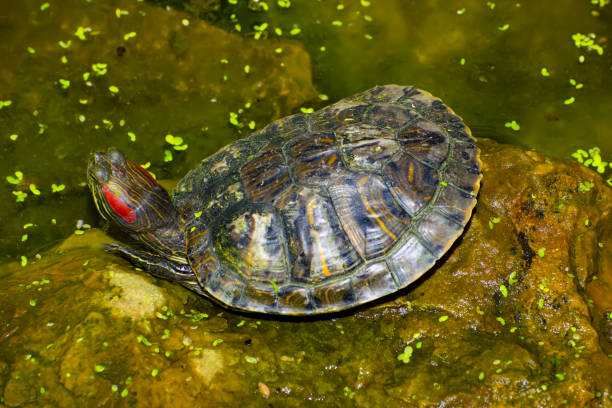 istock a red-eared turtle sits on a rock by the water with its head raised. top view. 1405267451