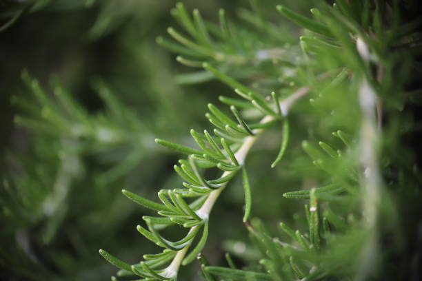 istock macro shots of plants and insects 1405268587